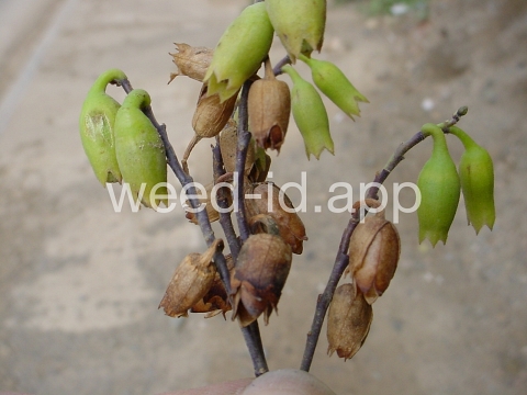 tobacco, tree